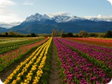 plantantion of the tulips - Patagonia